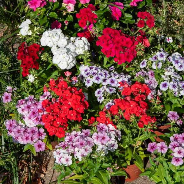 Fleurs - Phlox de Drummond à Grande Fleur Varié - face recto
